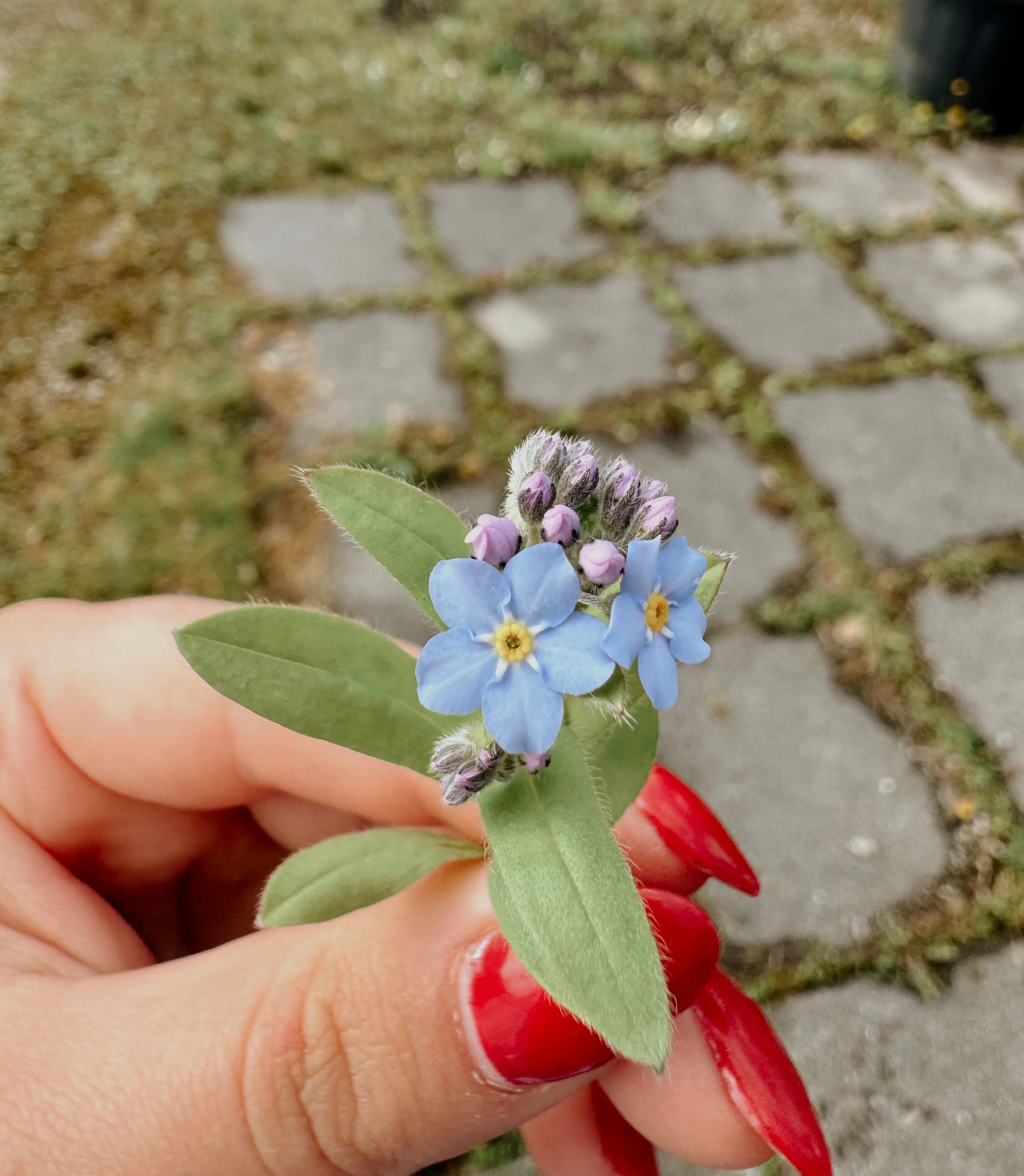 Zwischen Blumen, Sträuchern und kleinen Wegen…