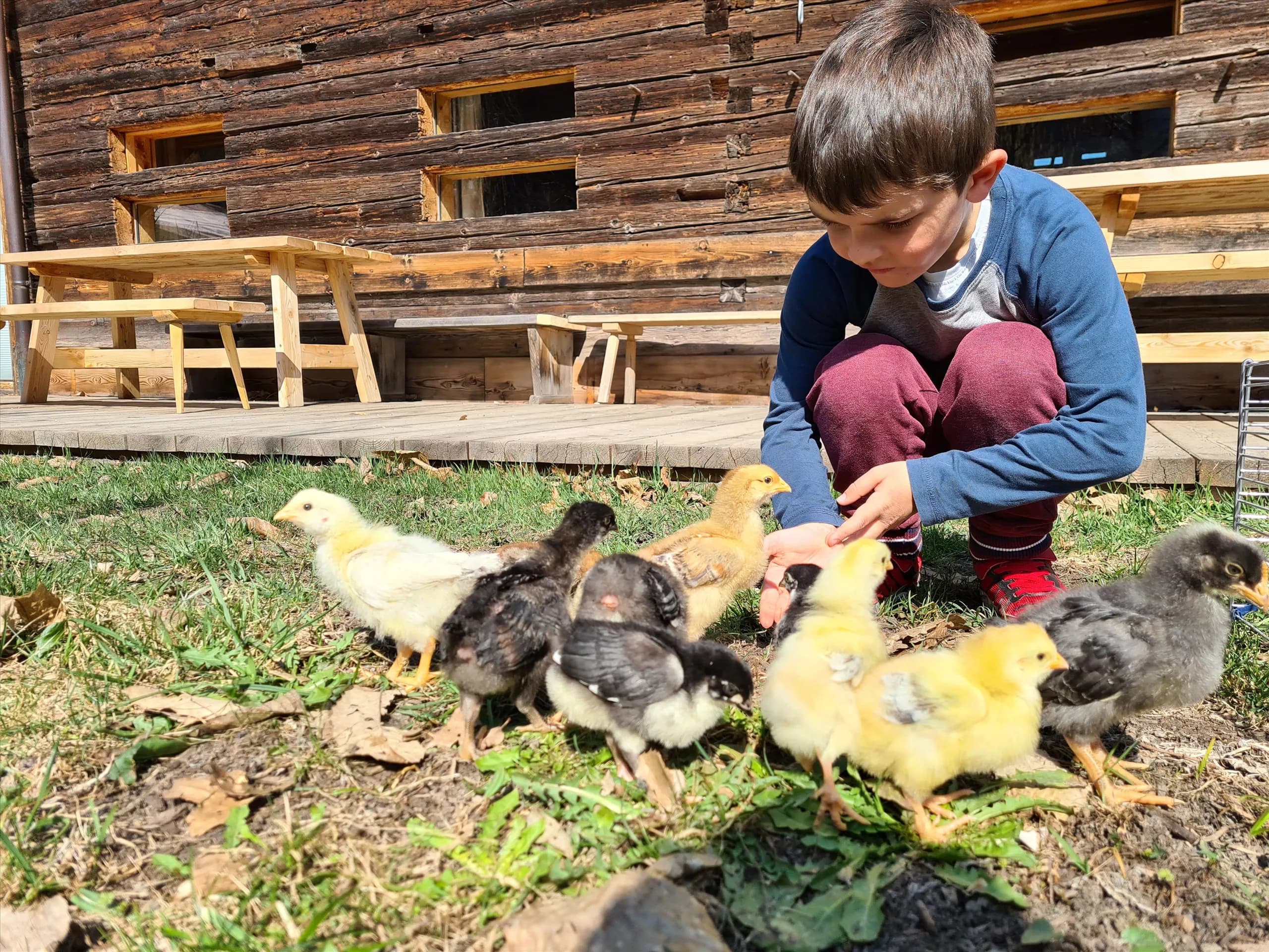 A boy is sitting on the grass and feeding small chicks. In the background, a wooden hut can be seen.