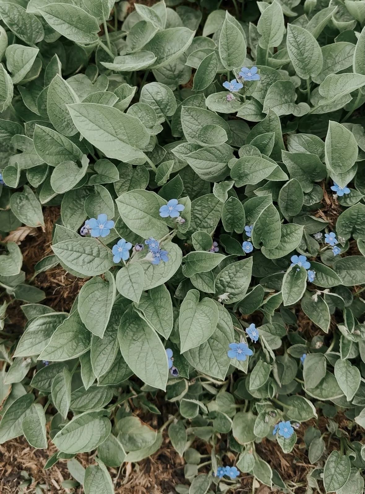 Die Idee Vergissmeinnicht.